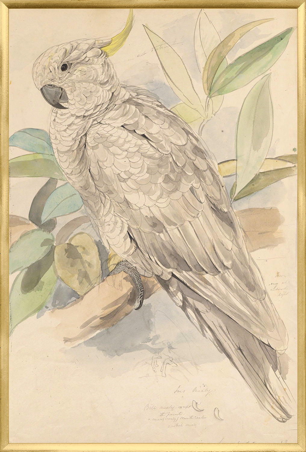 Lear – Sulphur Crested Cockatoo — nature and landscape fine art print in cool tones at Laurie Yapp Home