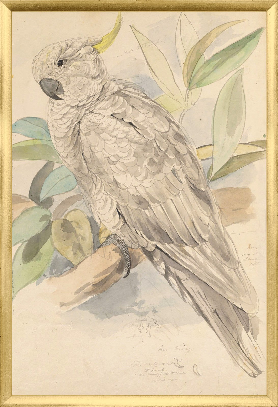Lear Sulphur Crested Cockatoo framed art print
