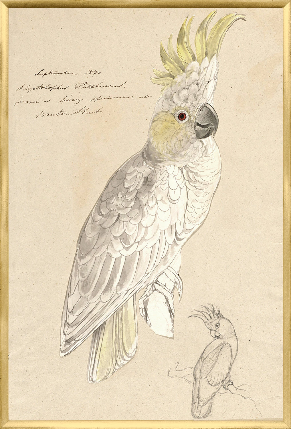 Lear – Lesser Sulphur Crested Cockatoo — nature and landscape fine art print in neutral tones at Laurie Yapp Home