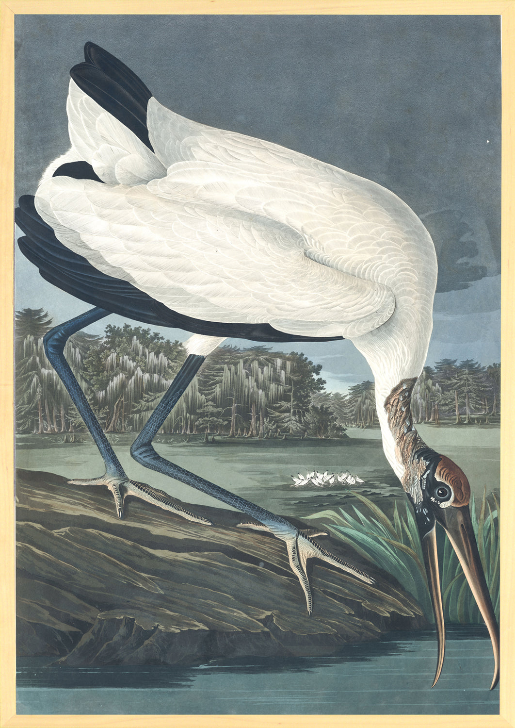 Audubon – Wood Ibis — nature and landscape fine art print in neutral tones at Laurie Yapp Home