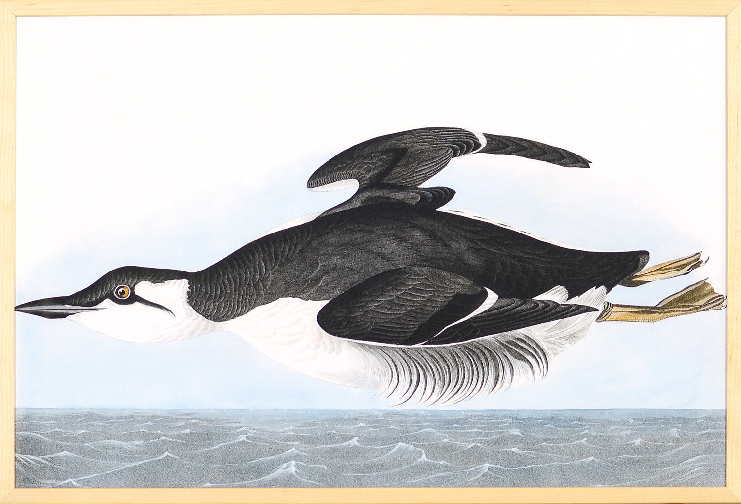 Audubon – Uria Brunnichi — nature and landscape fine art print in cool tones at Laurie Yapp Home
