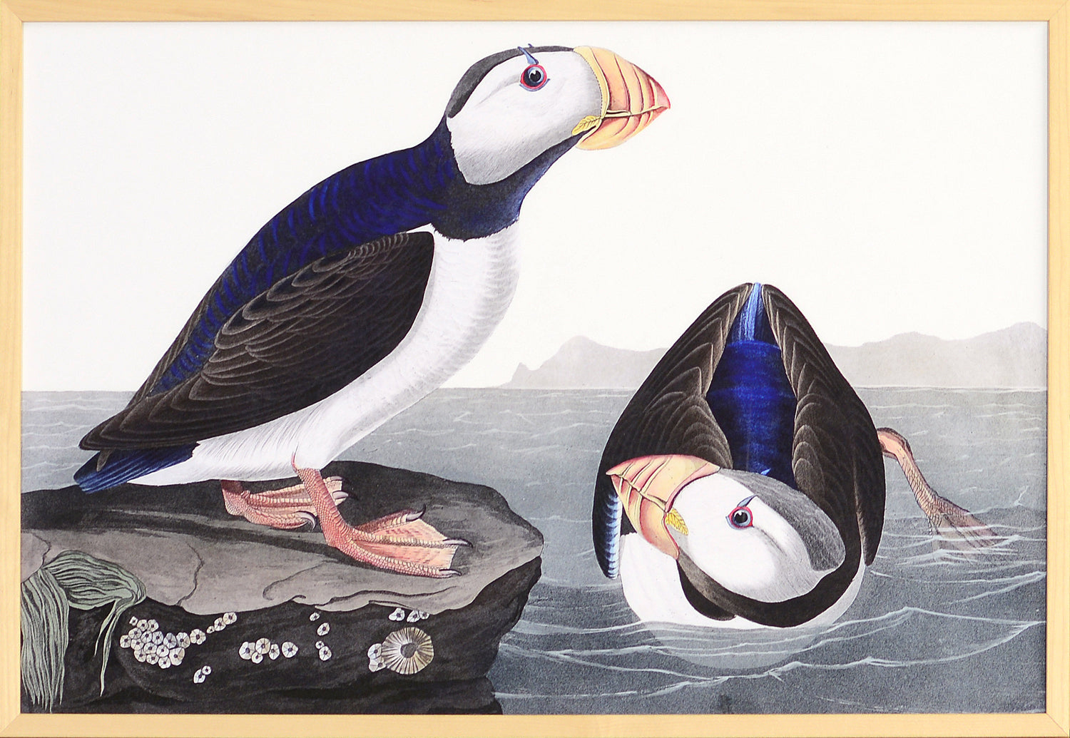 Audubon – Large Billed Puffin — nature and landscape fine art print in cool tones at Laurie Yapp Home