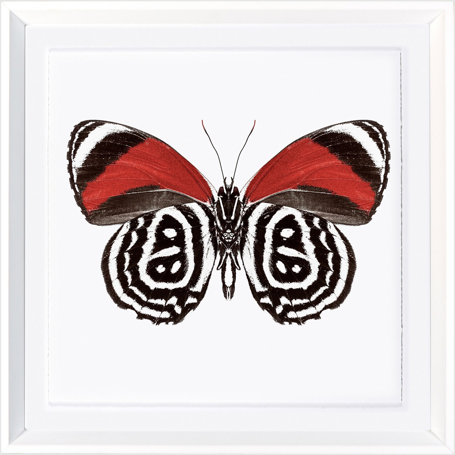Vivid Papillons III — nature and landscape fine art print in bold primary tones at Laurie Yapp Home