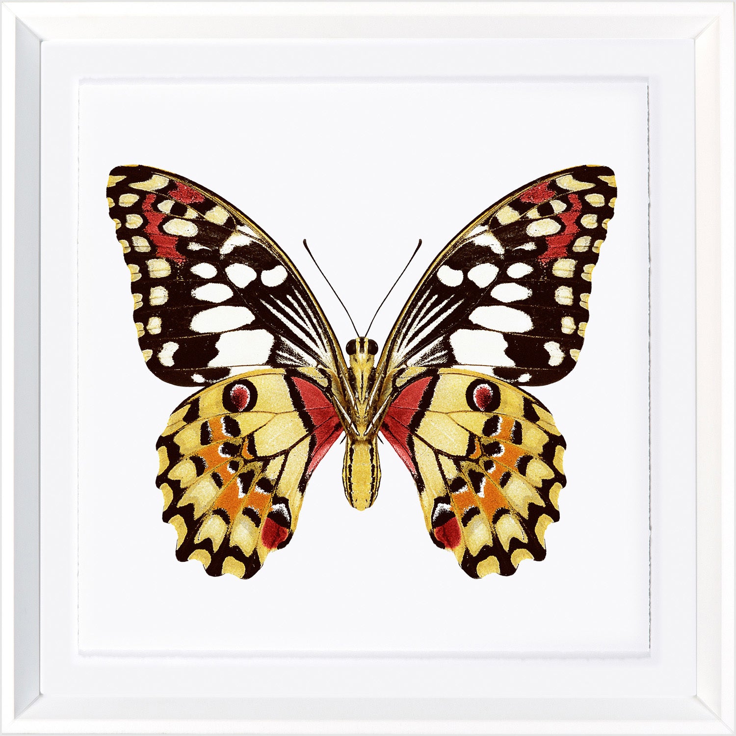 Vivid Papillons V — nature and landscape fine art print in warm tones at Laurie Yapp Home