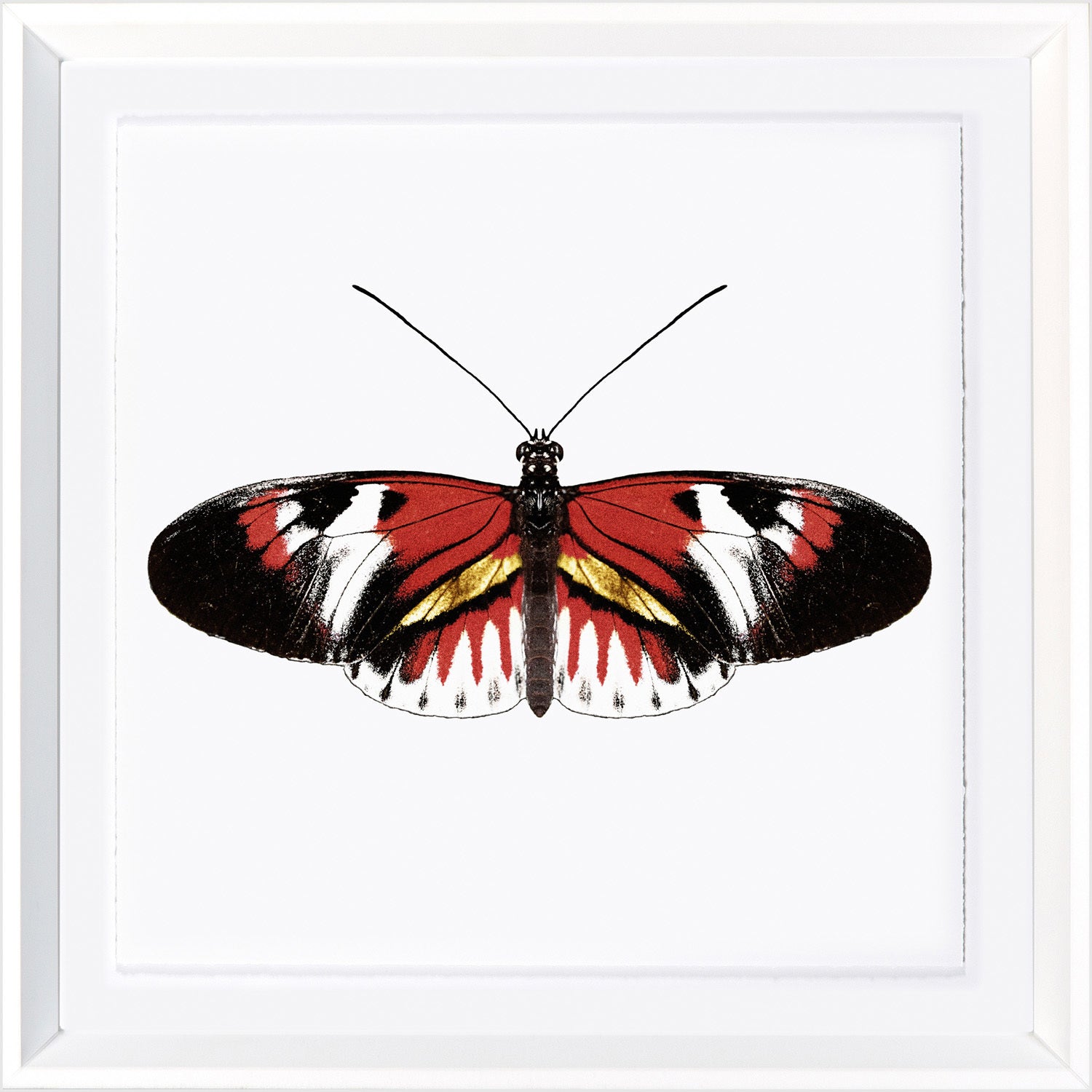Vivid Papillons VII — nature and landscape fine art print in bold primary tones at Laurie Yapp Home
