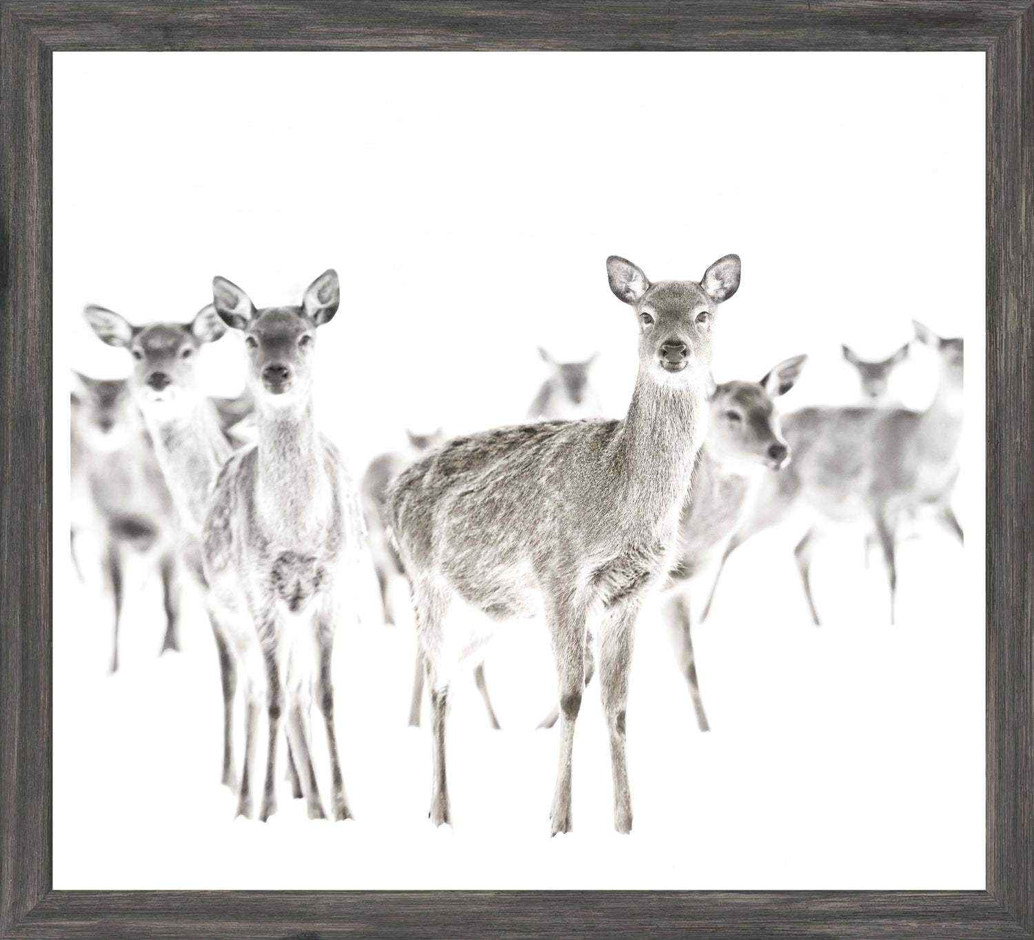 Surveillance — nature and landscape fine art print shown from another angle