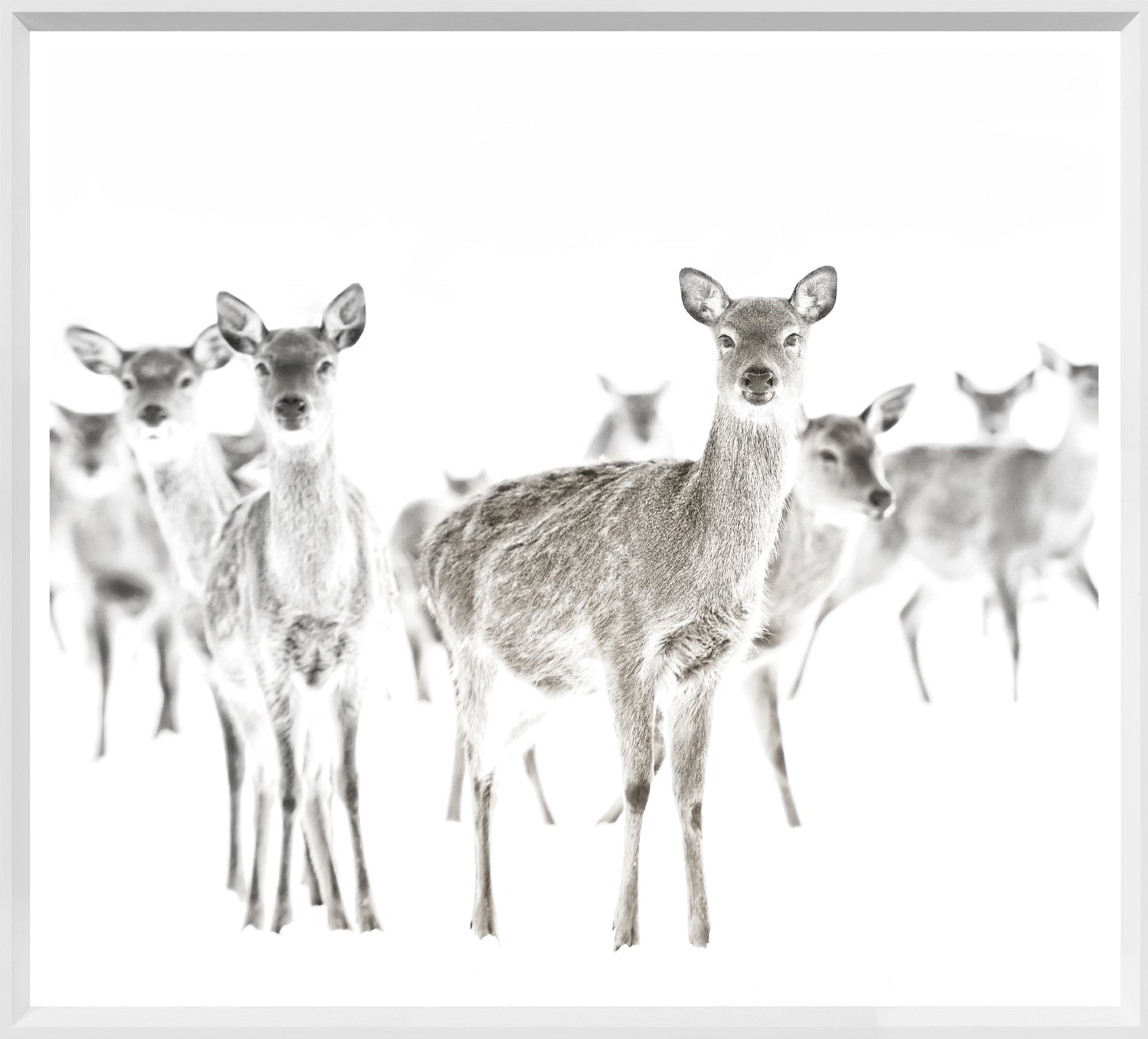 Surveillance — nature and landscape fine art print shown from another angle