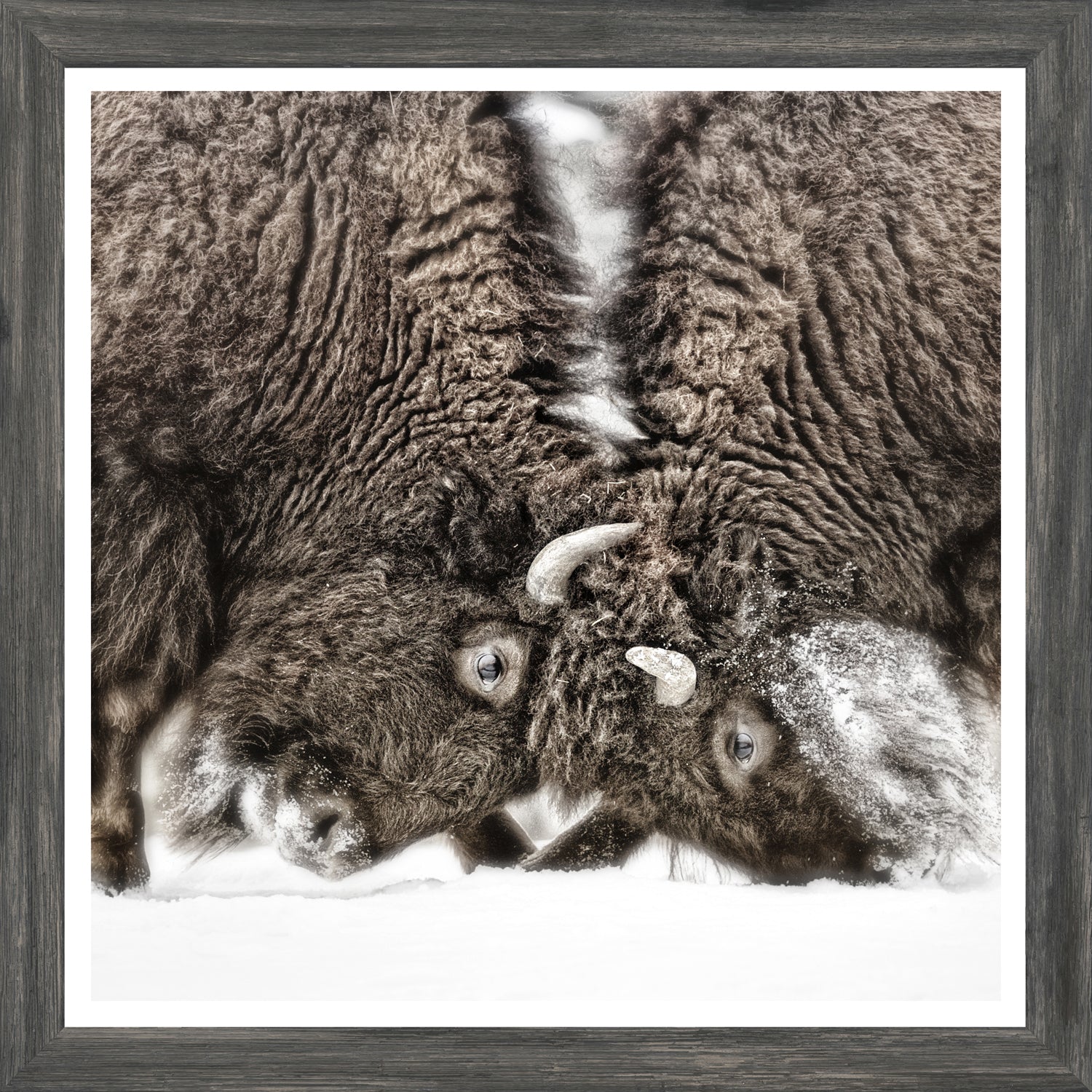 Sparring Lesson — nature and landscape fine art print shown from another angle