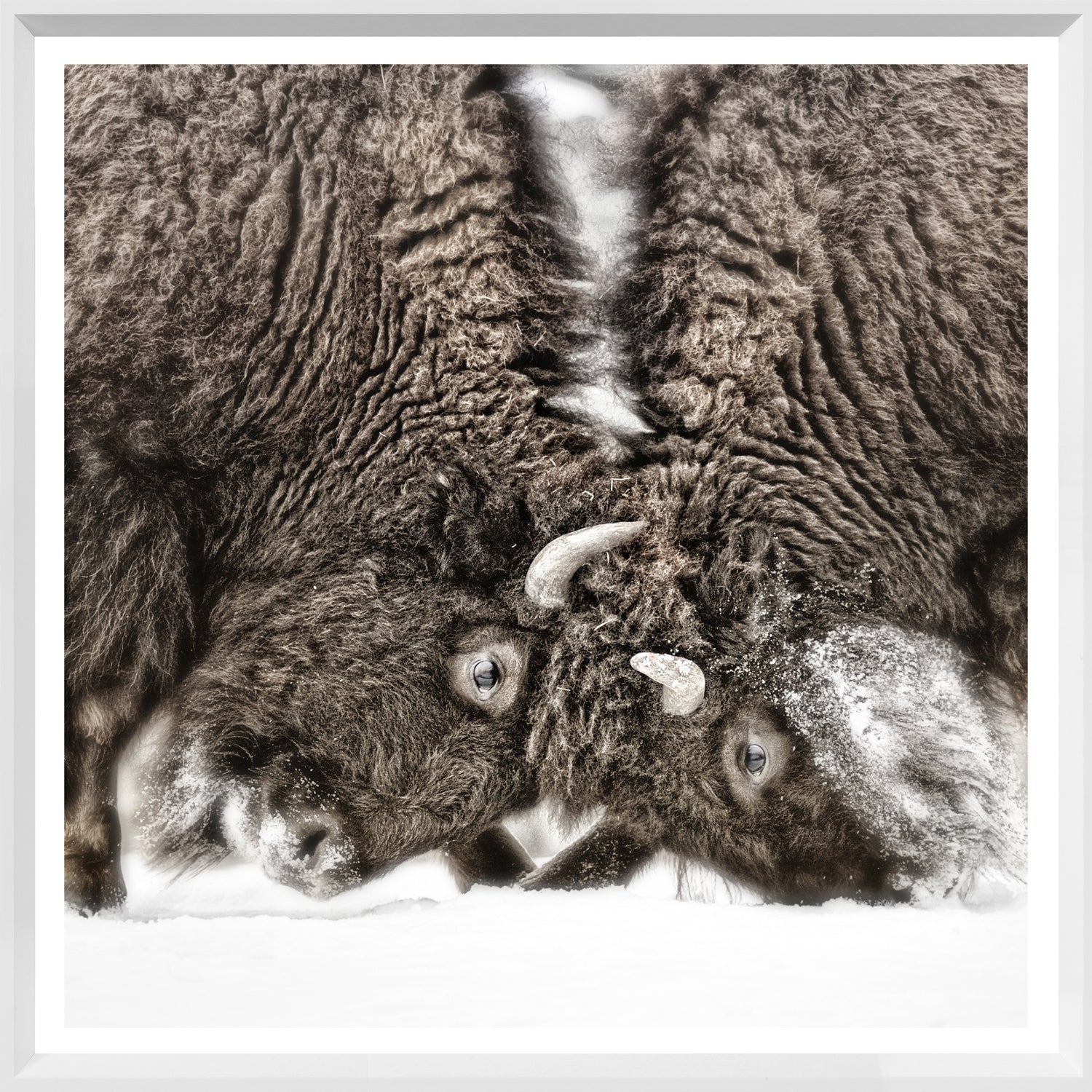 Sparring Lesson — nature and landscape fine art print shown from another angle