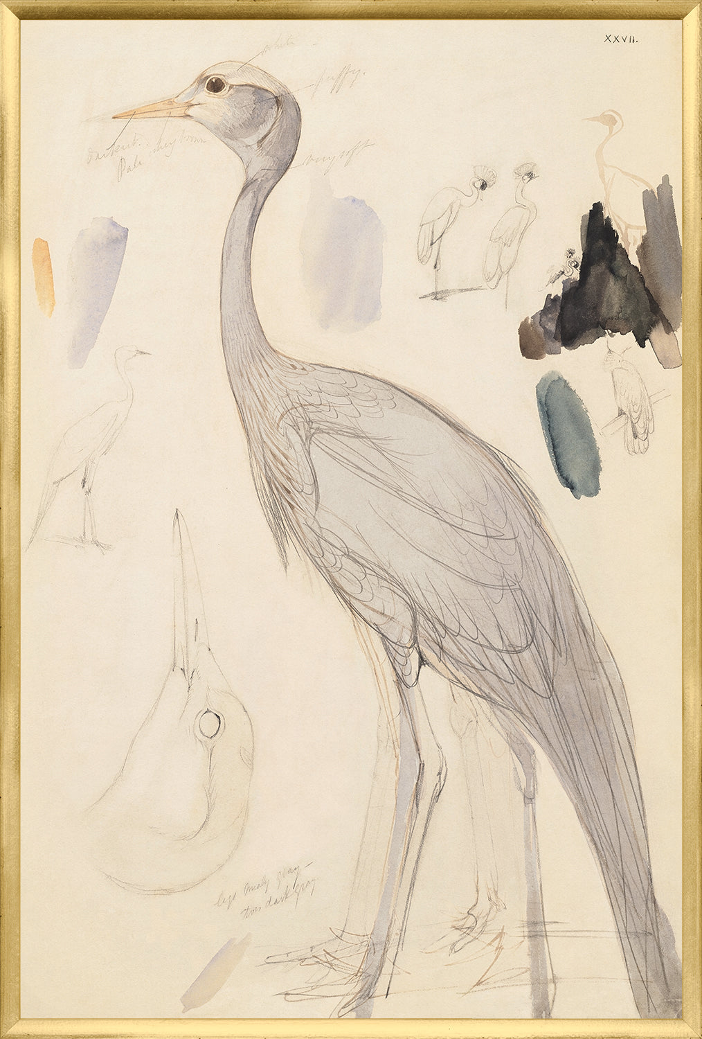 Lear Demoiselle Crane framed art print
