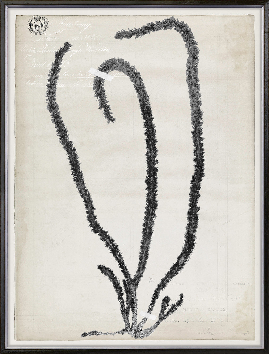 De Mari Series II framed art print, Gild Silver, 31 × 41 in