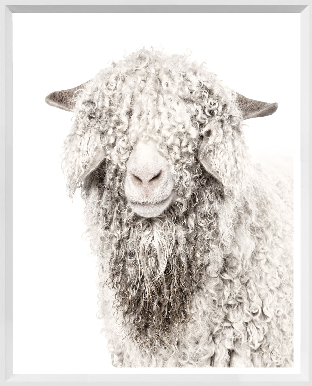 Angora Goat framed portrait