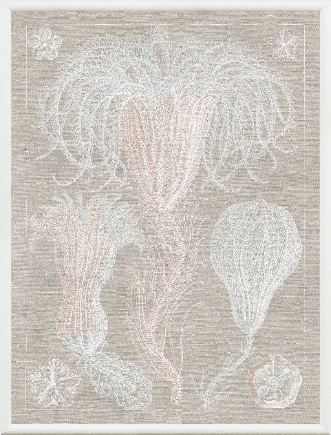 Marine Phyla III β still life fine art print shown from another angle