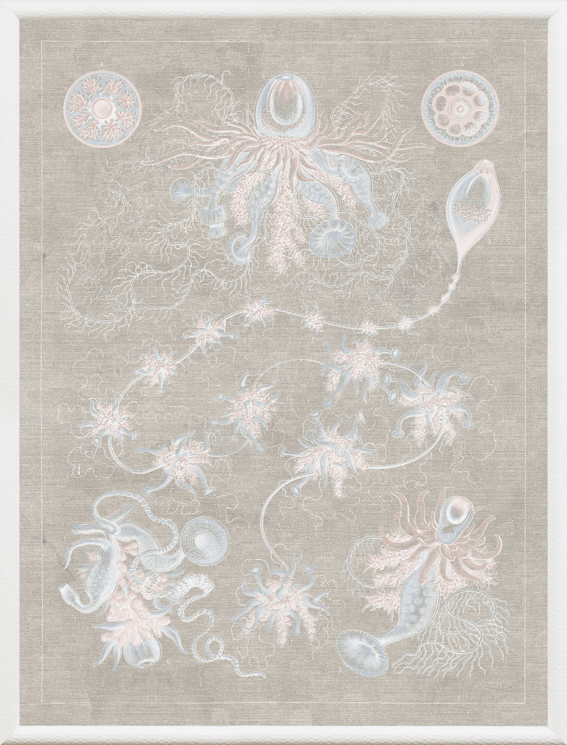 Marine Phyla V β still life fine art print shown from another angle