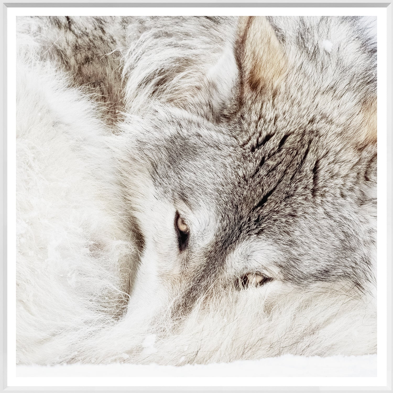 Grey Wolf — nature and landscape fine art print in neutral tones at Laurie Yapp Home