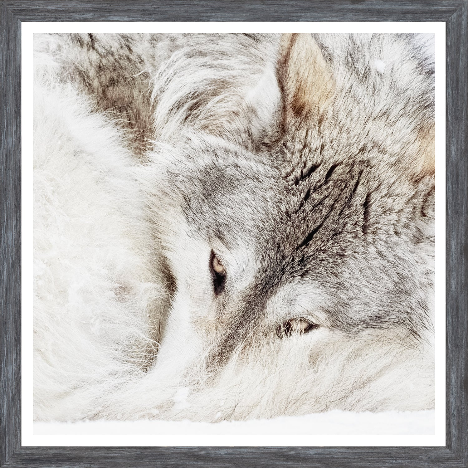 Grey Wolf — nature and landscape fine art print shown from another angle