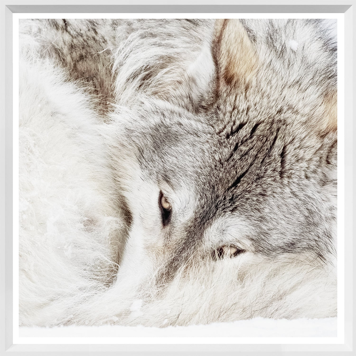Wildlife Square Statement Trio Bundle