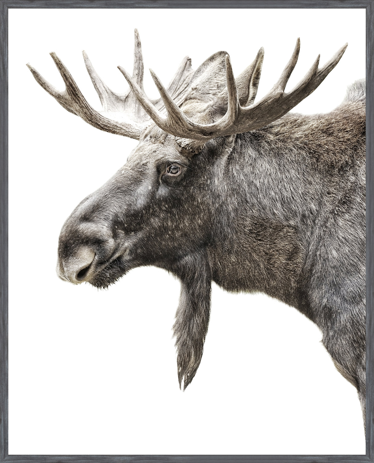 Algonquin Moose — nature and landscape fine art print shown from another angle