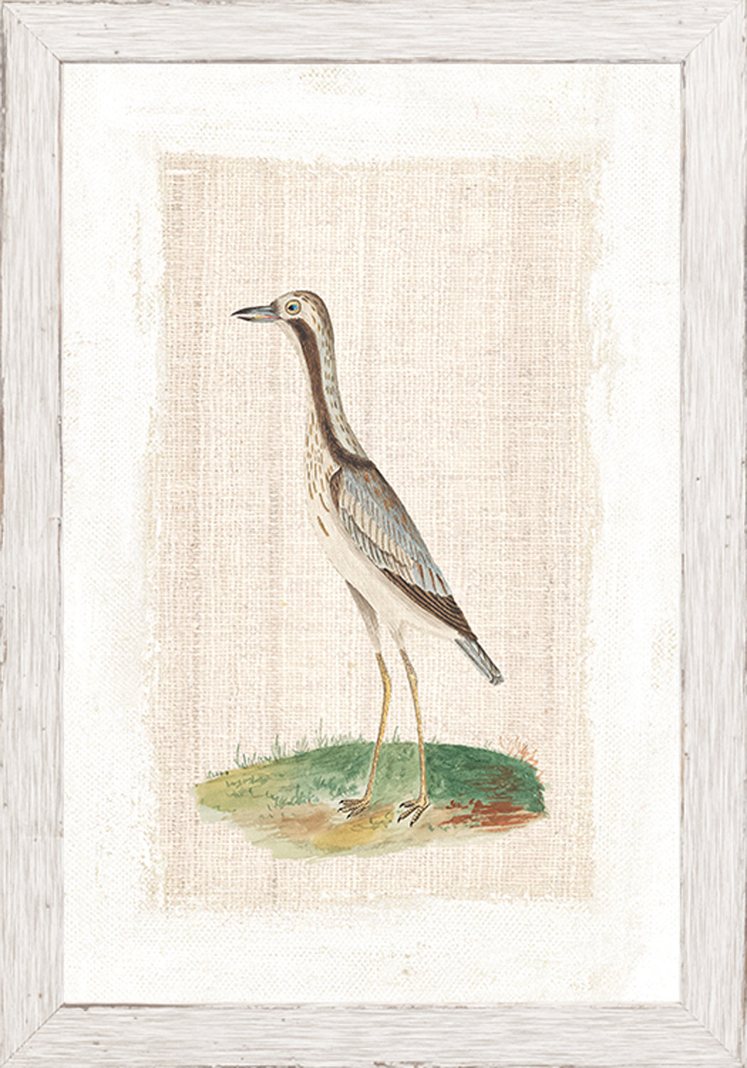 Watercolour Birds Bridled Plover C 1790 framed art print