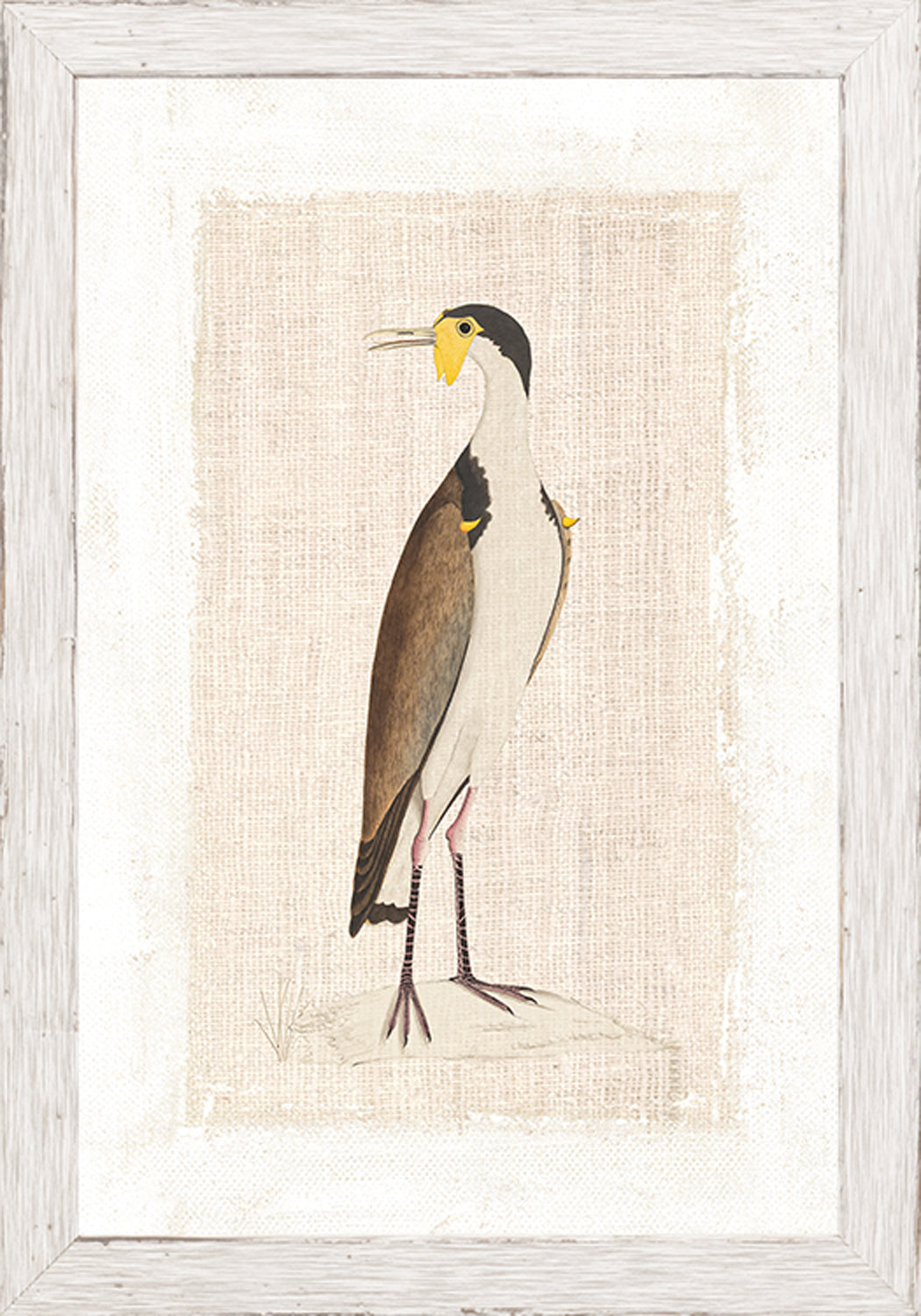 Watercolour Birds New Holland Cerlew C 1790 framed art print