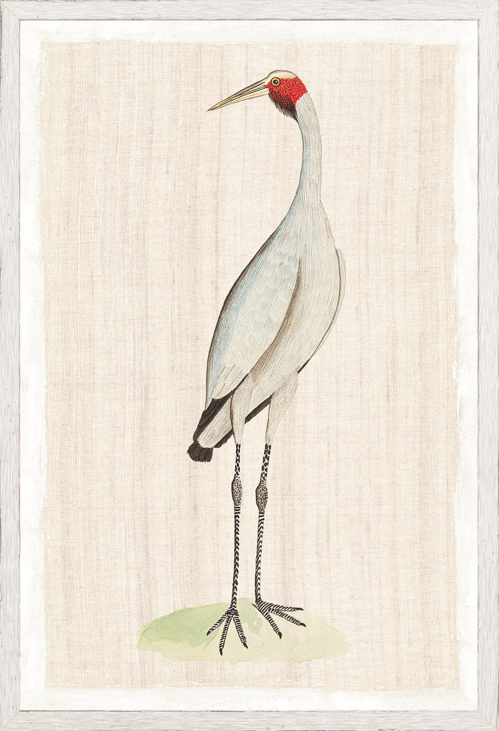 Watercolour Birds New Holland Crane C 1790 framed art print