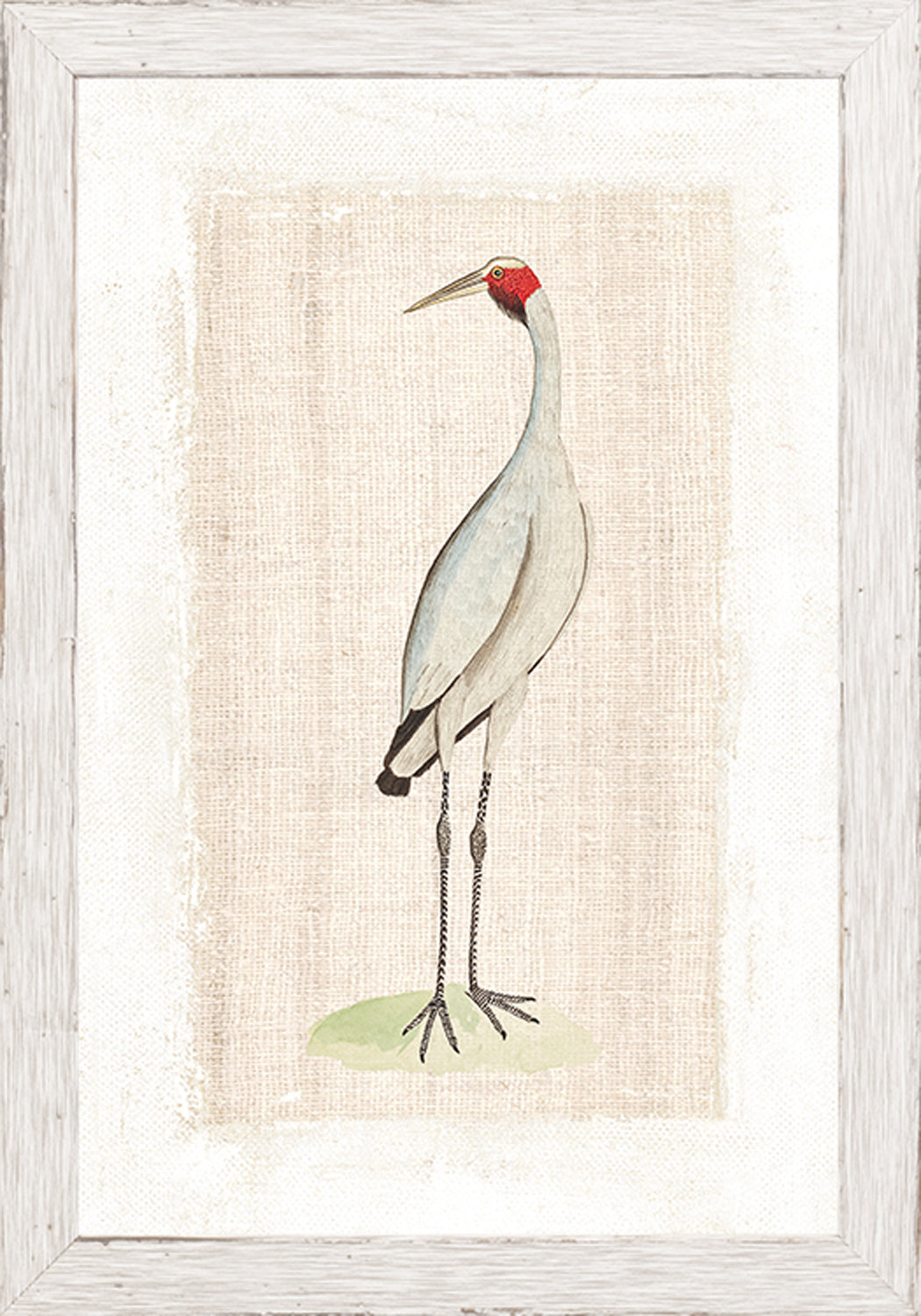 Watercolour Birds New Holland Crane C 1790 framed art print