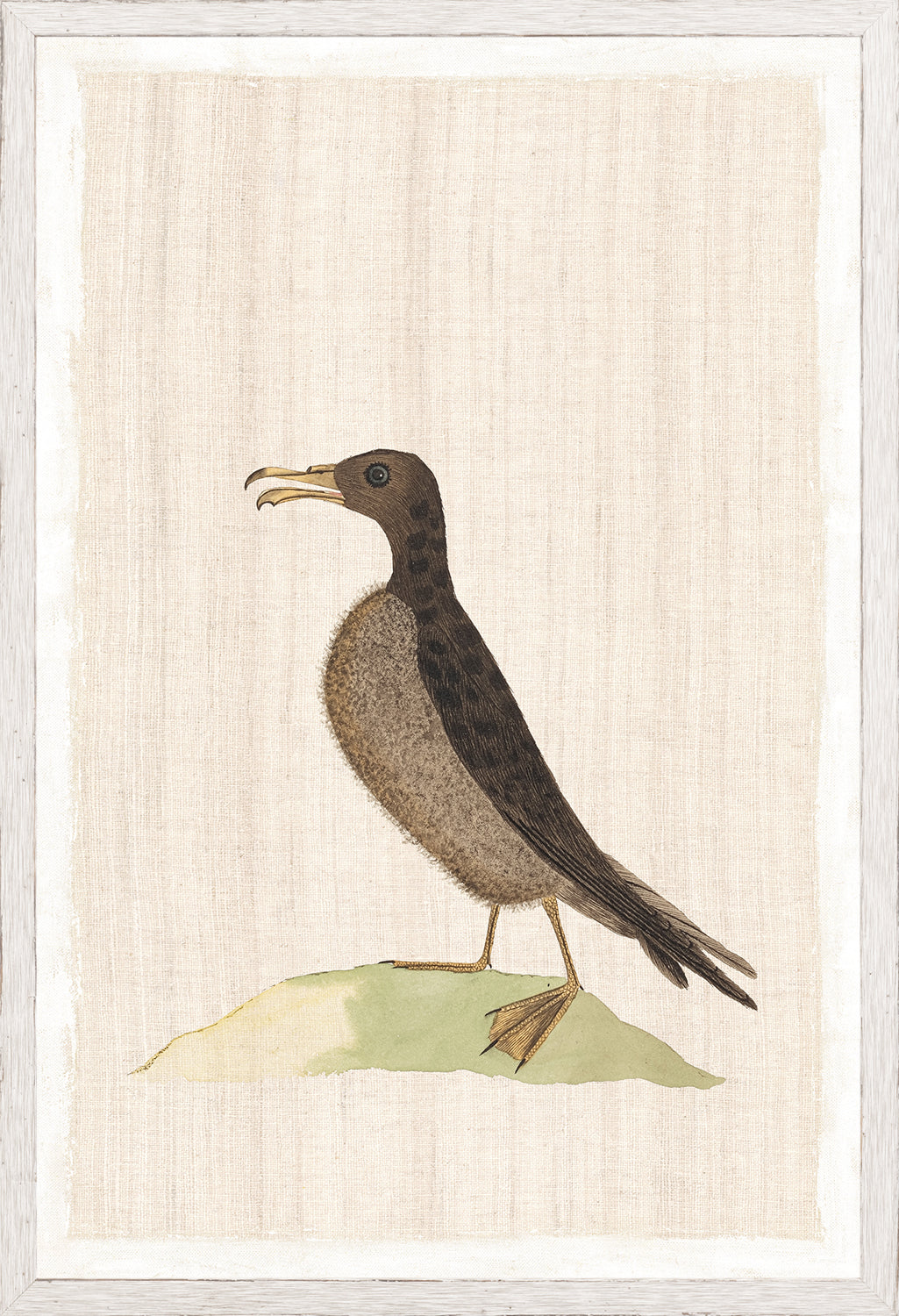 Watercolour Birds Norfolk Island Petrel C 1790 framed art print