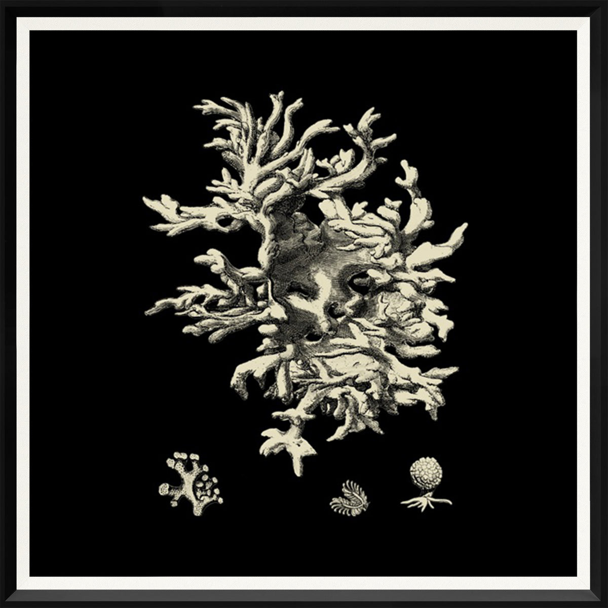 Black & Tan Coral Quartet Bundle — nature and landscape fine art print shown from another angle