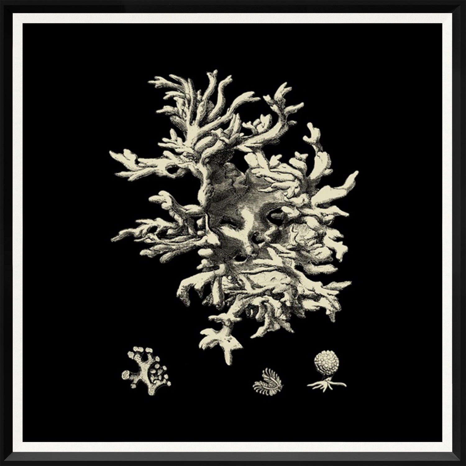 Black & Tan Coral Quartet Bundle — nature and landscape fine art print shown from another angle