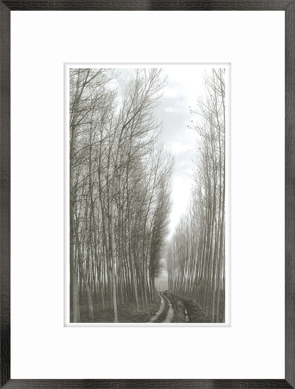 Gerona Trees wall art featuring tall, bare trees along a winding path in a monochrome style.