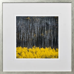 Birch Tree Study III wall art featuring dark tree trunks and vibrant yellow foliage.
