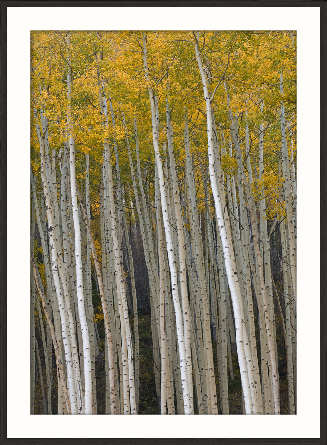 Yellow Aspens wall art featuring tall white aspen trees with vibrant yellow leaves.
