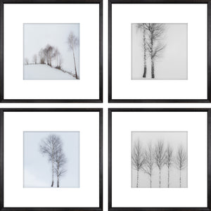 Birch View S/4 wall art featuring four framed images of birch trees in a snowy landscape