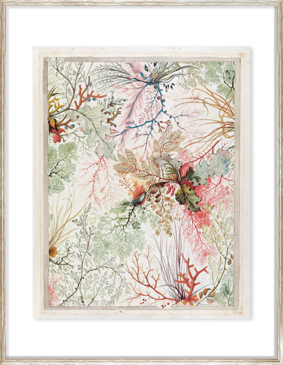 Kilburn Seaweeds II wall art featuring colorful seaweed illustrations on a light background.