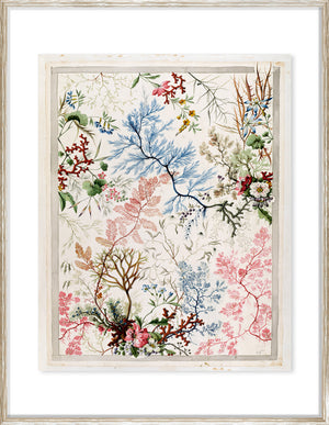 Kilburn Seaweeds III wall art featuring colorful seaweed illustrations in various shades.