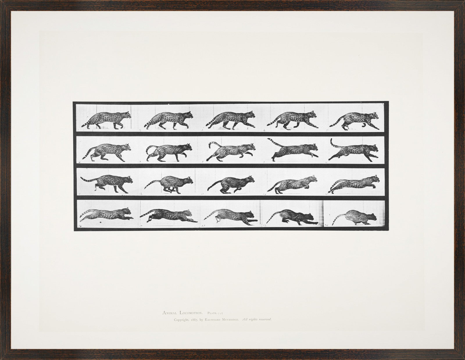 Muybridge Motion Studies Trio Bundle