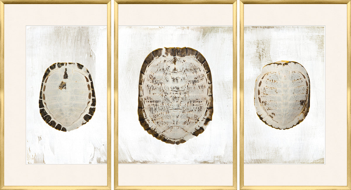 Sun Bleached Shell – Triptych wall art