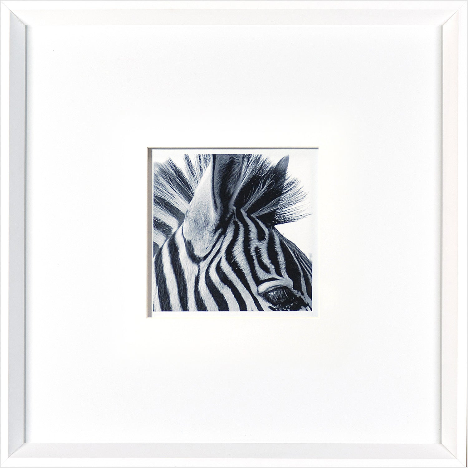 Zebra & White Arabian Pair Bundle