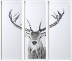 49 × 42.5 in – Glass Framed, White Frame