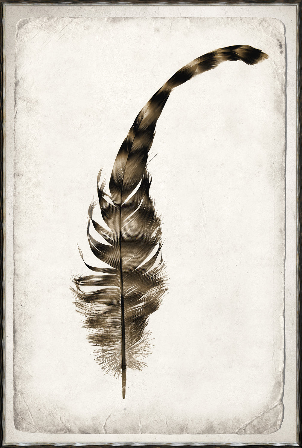 Feather Study Quartet Bundle