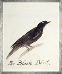43,18 × 53,34 cm