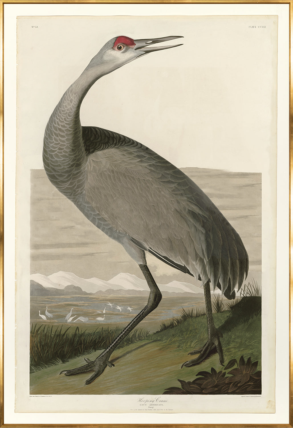 Whooping Crane — nature and landscape fine art print in neutral tones at Laurie Yapp Home