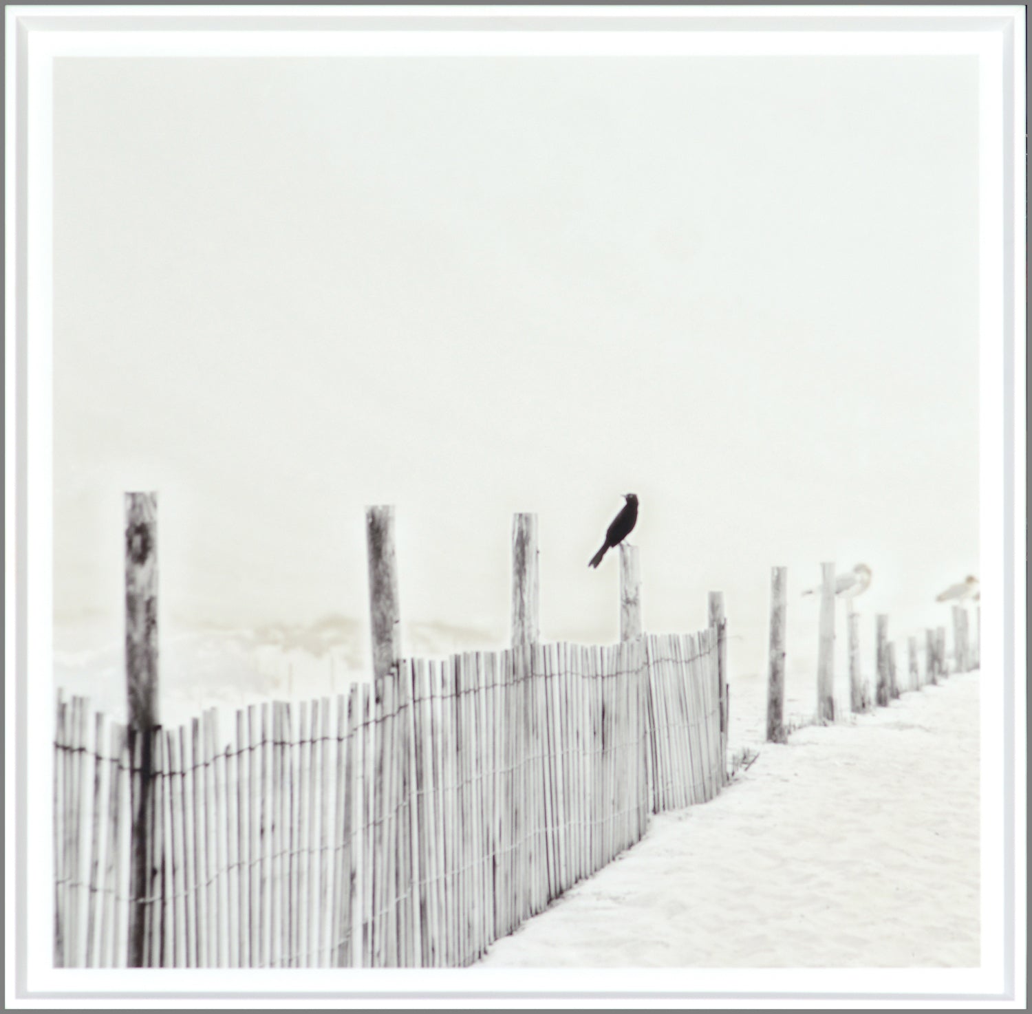 Blackbird On Fence — nature and landscape fine art print in neutral tones at Laurie Yapp Home
