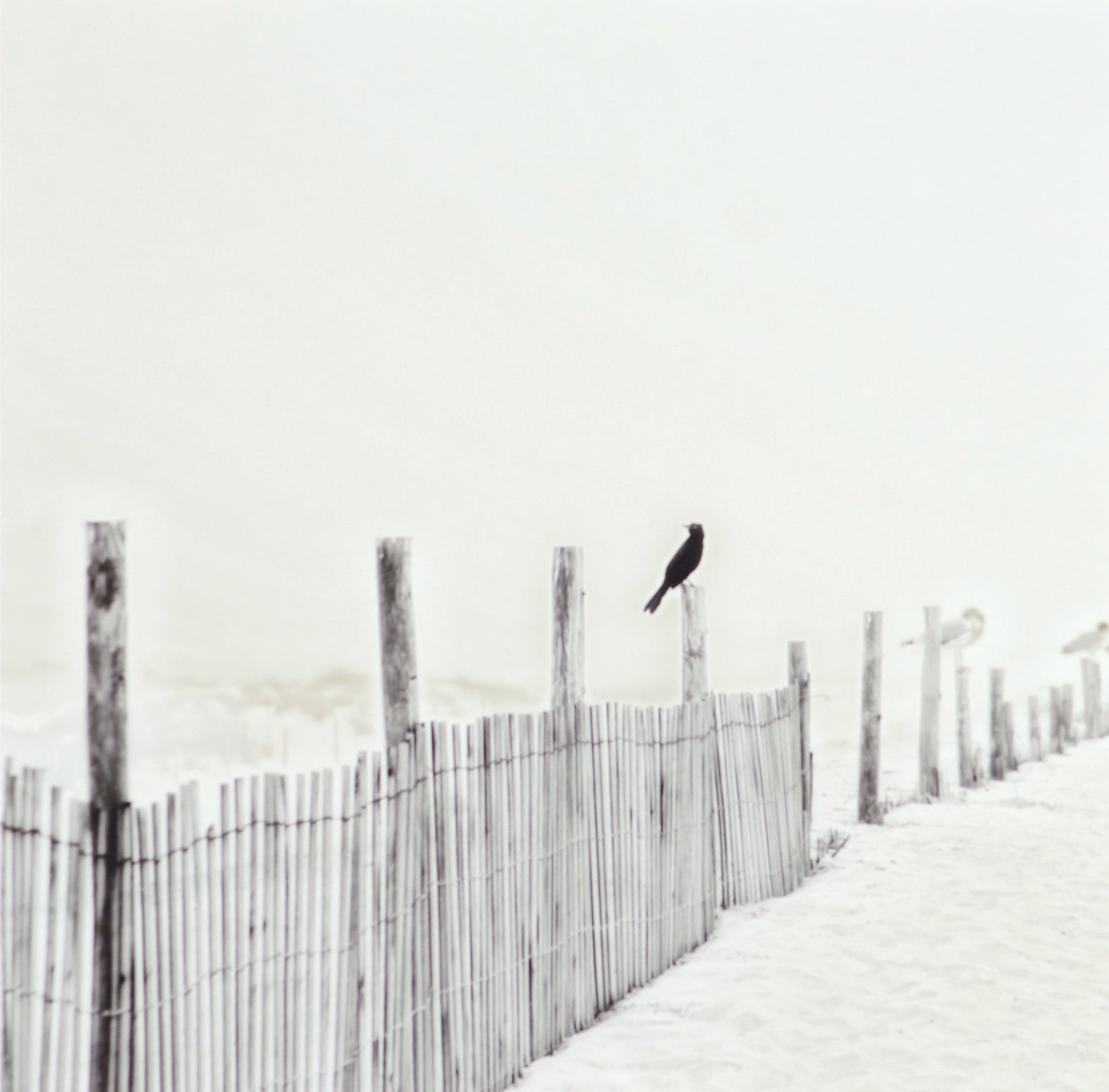 Blackbird On Fence featuring a black bird perched on a wooden fence in a soft, muted beach setting.