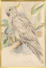 25.25 × 37.25 pulg.