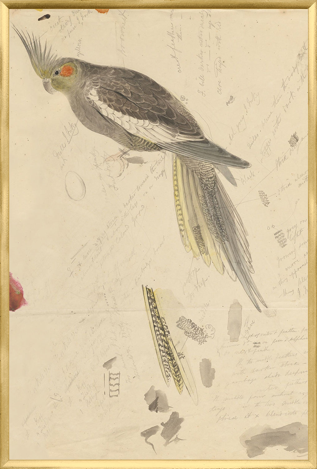 Lear – Grey Cockatoo — nature and landscape fine art print in neutral tones at Laurie Yapp Home