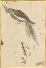 25.25 × 37.25 in