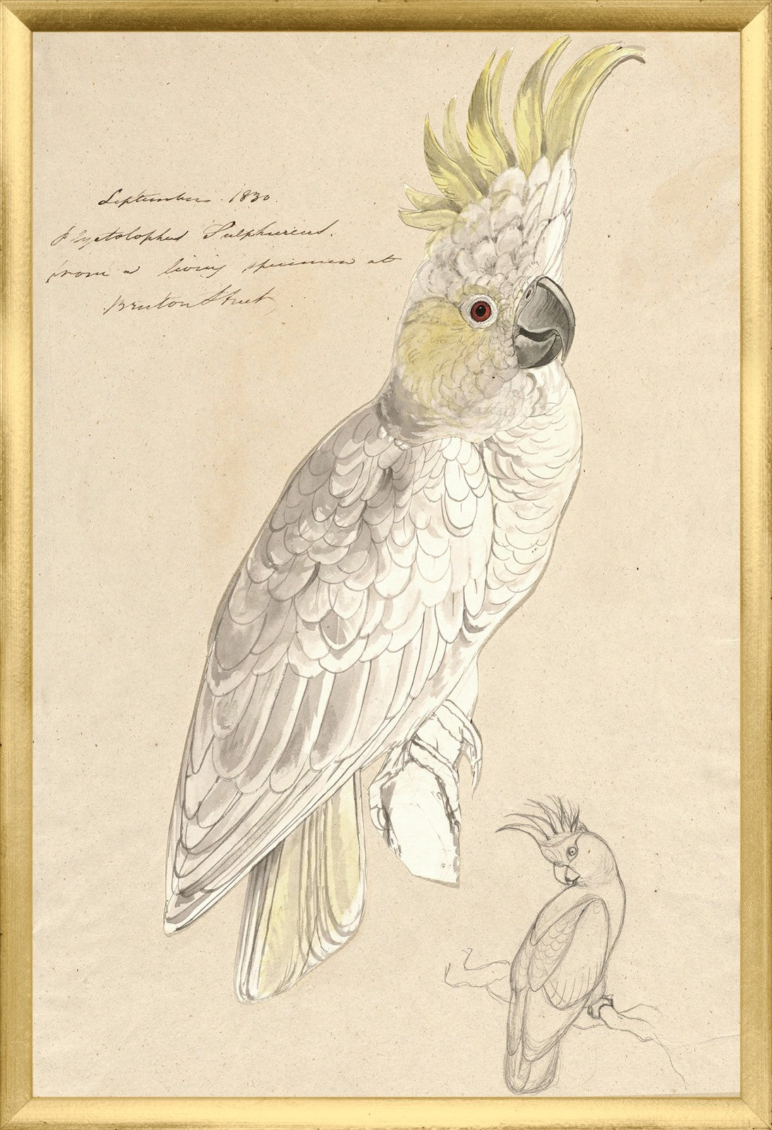 Lear Lesser Sulphur Crested Cockatoo framed art print