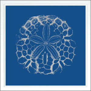 Sand Dollar — nature and landscape fine art print shown from another angle