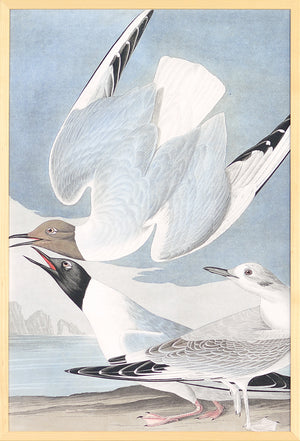 Audubon – Bona Partian Gull — nature and landscape fine art print in cool tones at Laurie Yapp Home